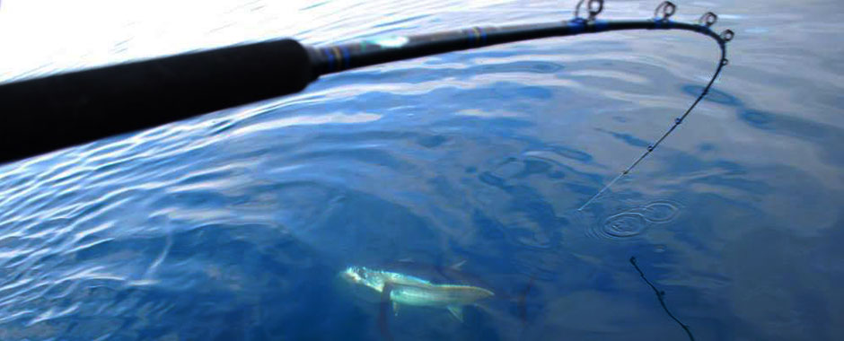 Fishing Charters in WA | Albacore Tuna, Halibut, Salmon, Lingcod, Rockfish, Steelhead, Tarpon