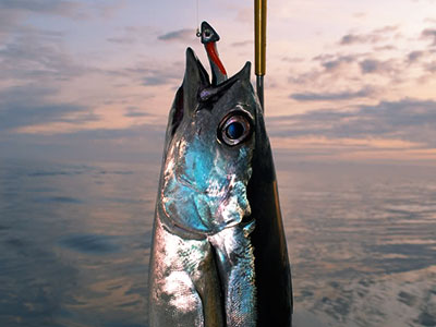 Albacore Tuna in Westport, WA